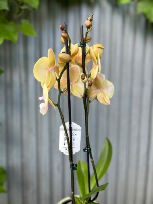 Phalaenopsis Blush Sun Big Lip | Storczyk