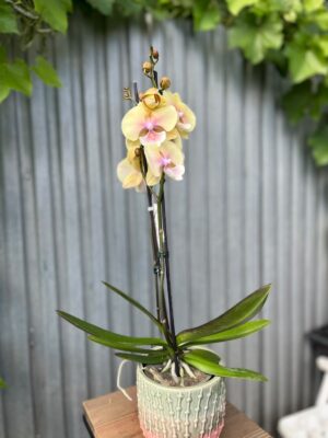 Phalaenopsis Blush Sun Big Lip | Storczyk