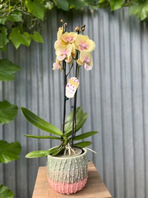 Phalaenopsis Blush Sun Big Lip | Storczyk