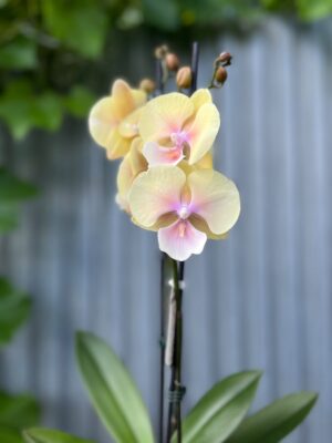 Phalaenopsis Blush Sun Big Lip | Storczyk