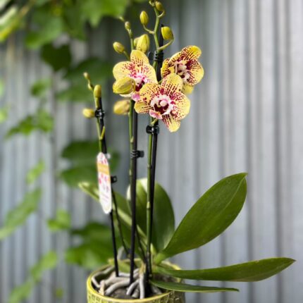 Phalaenopsis Orient Express | Storczyk