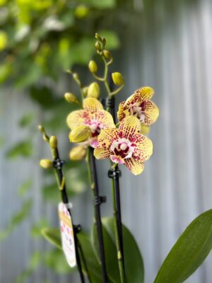 Phalaenopsis Orient Express | Storczyk