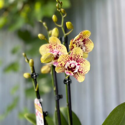 Phalaenopsis Orient Express | Storczyk