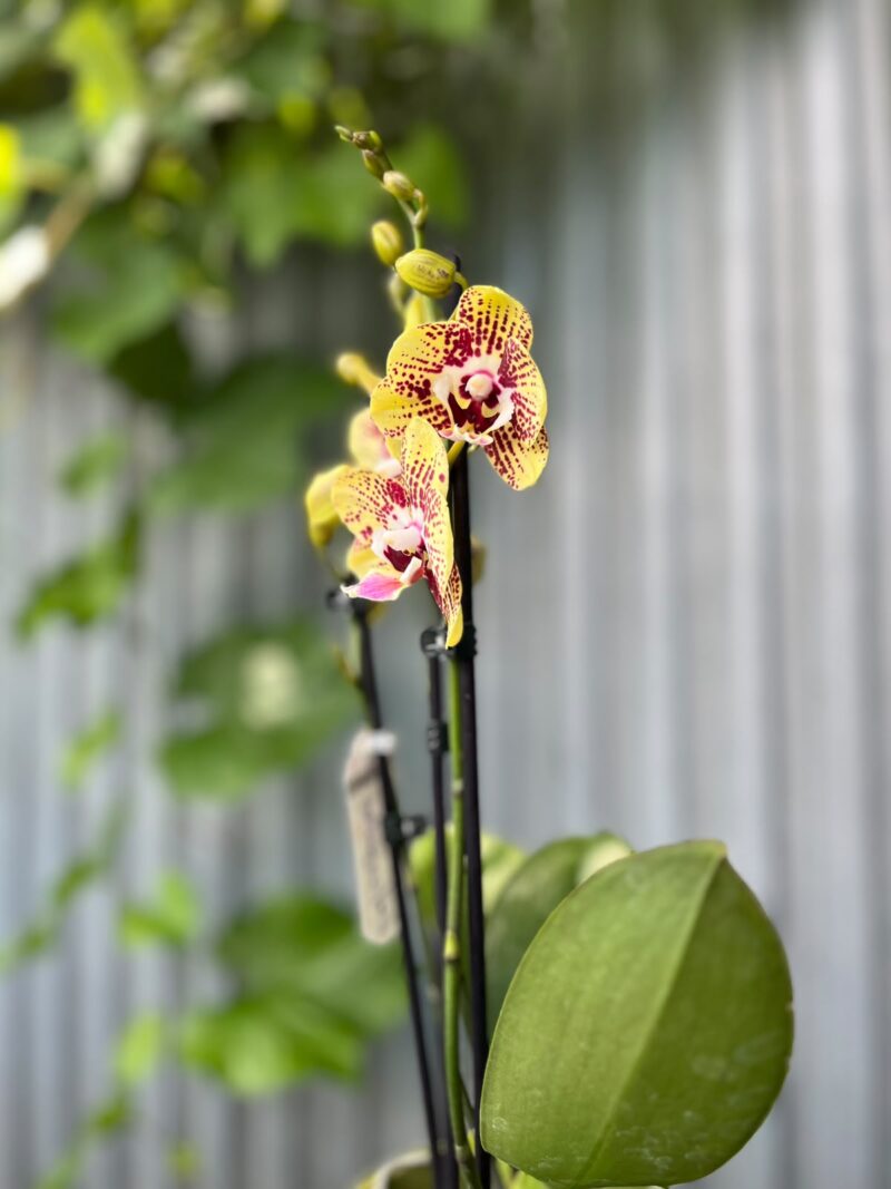 Phalaenopsis Orient Express | Storczyk