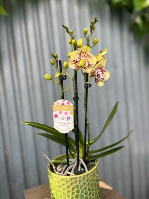 Phalaenopsis Orient Express | Storczyk