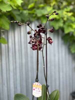 Phalaenopsis Black Swan I Czarny Storczyk