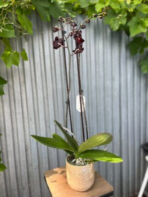 Phalaenopsis Black Swan I Czarny Storczyk