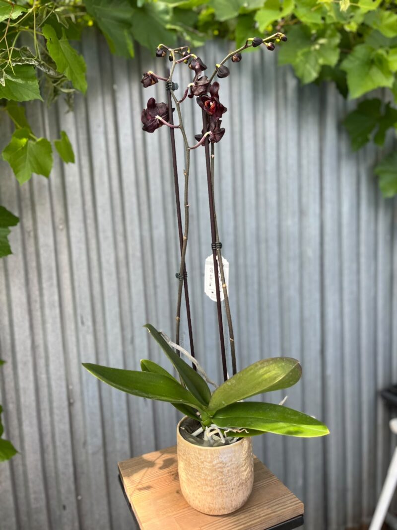 Phalaenopsis Black Swan I Czarny Storczyk