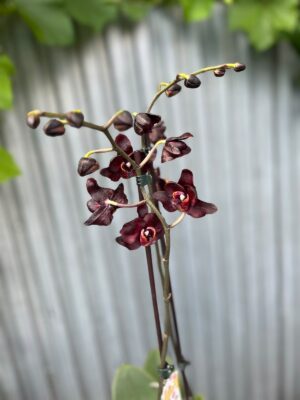 Phalaenopsis Black Swan I Czarny Storczyk