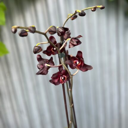 Phalaenopsis Black Swan I Czarny Storczyk