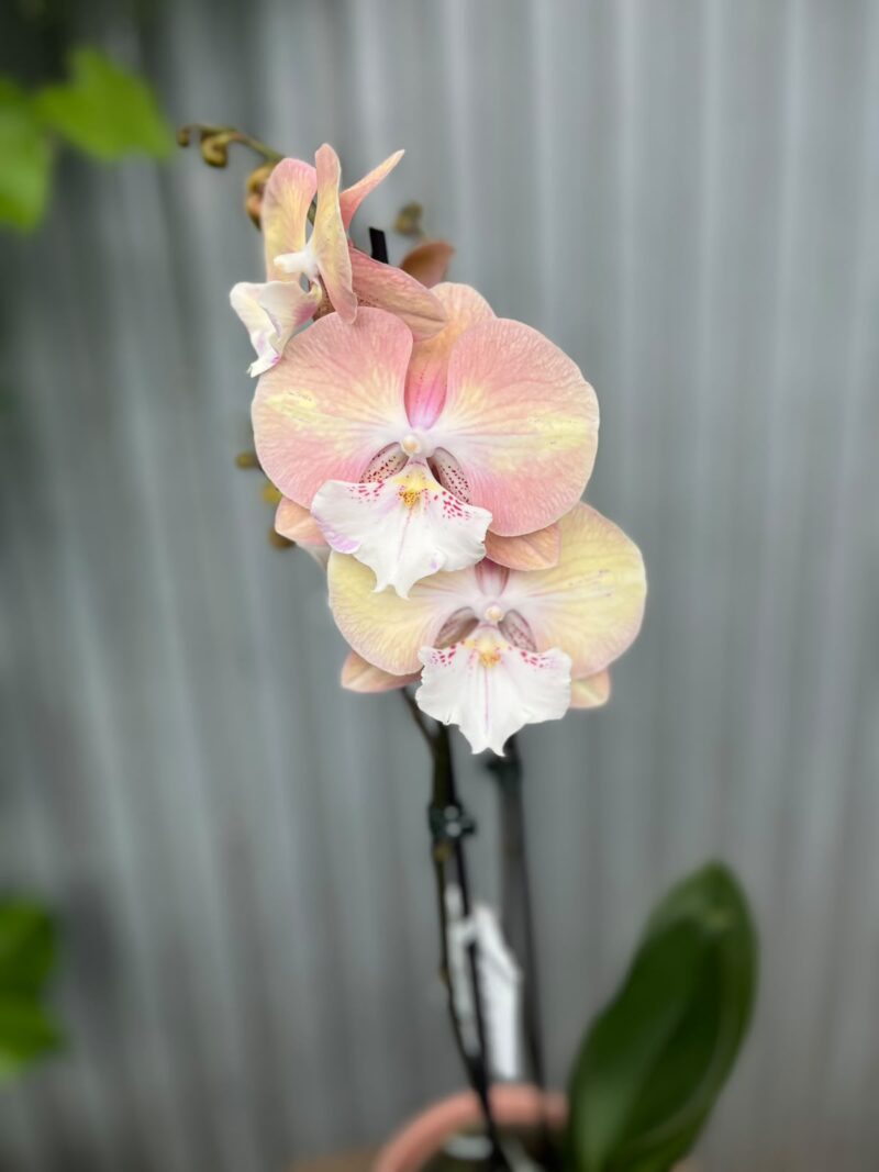 Phalaenopsis Tina | Storczyk