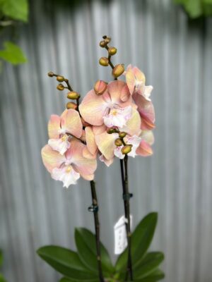 Phalaenopsis Tina | Storczyk
