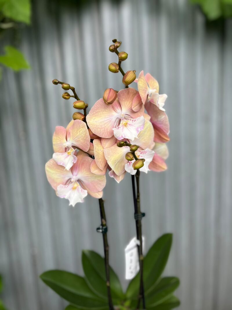 Phalaenopsis Tina | Storczyk