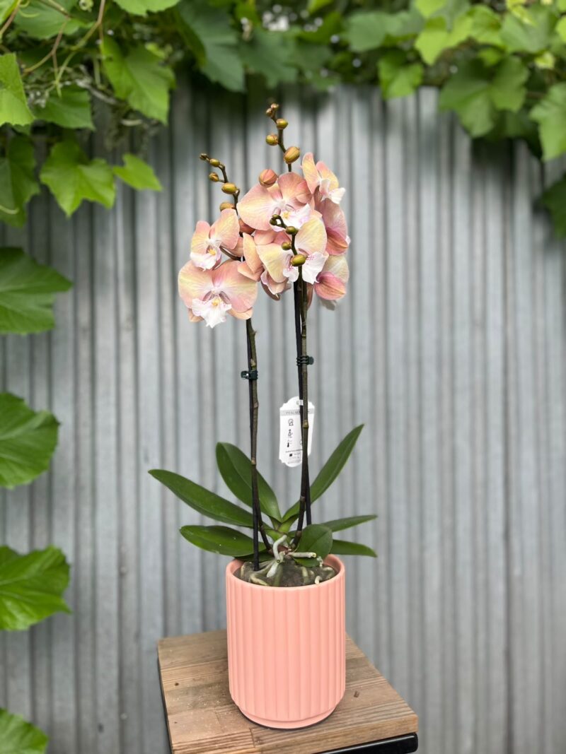Phalaenopsis Tina | Storczyk