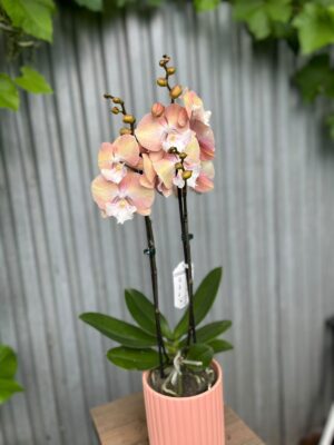 Phalaenopsis Tina | Storczyk