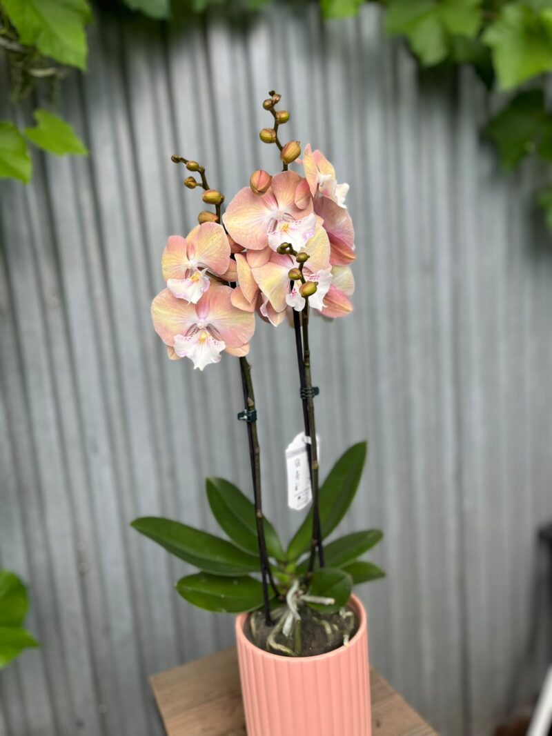 Phalaenopsis Tina | Storczyk