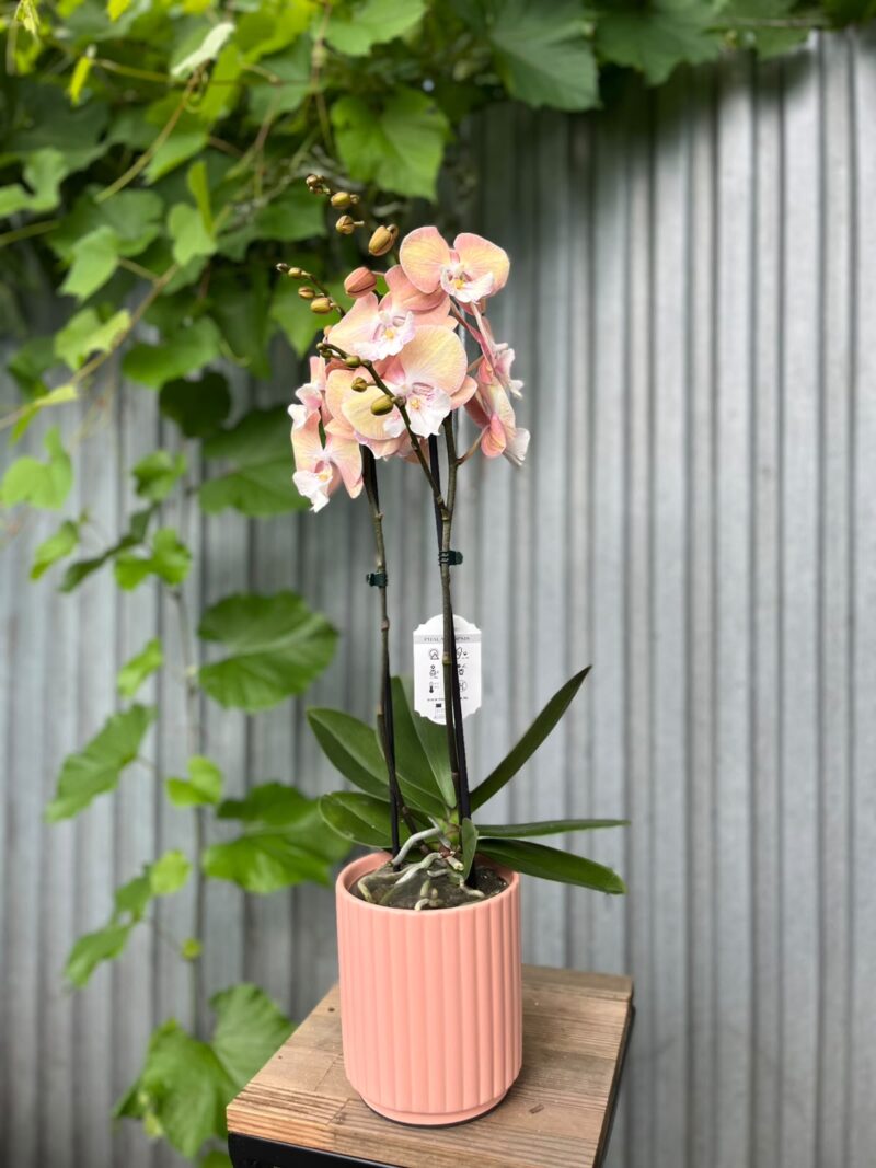 Phalaenopsis Tina | Storczyk