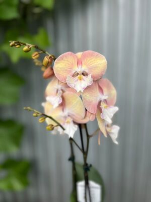 Phalaenopsis Tina | Storczyk