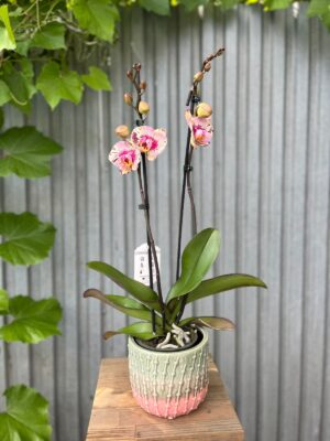 Phalaenopsis Golden Art | Storczyk