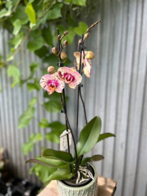 Phalaenopsis Golden Art | Storczyk