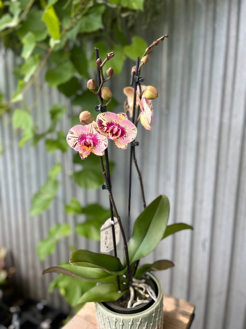 Phalaenopsis Golden Art | Storczyk