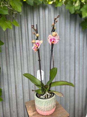 Phalaenopsis Golden Art | Storczyk