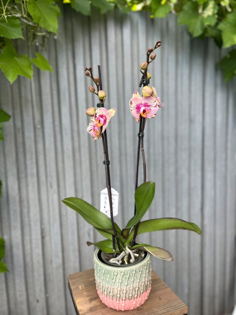 Phalaenopsis Golden Art | Storczyk