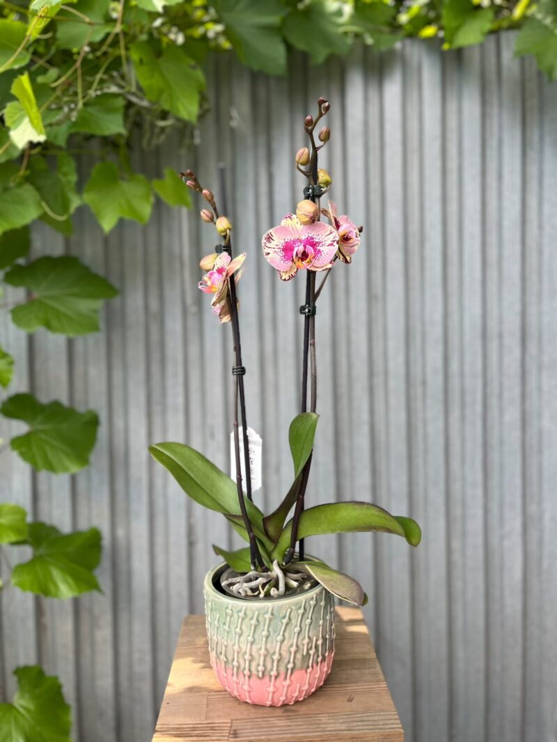 Phalaenopsis Golden Art | Storczyk