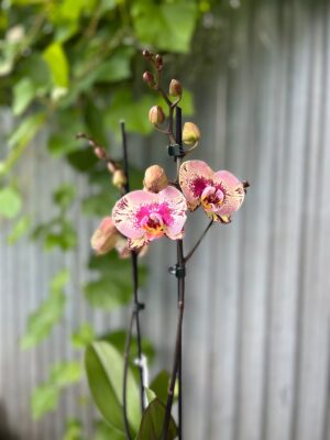 Phalaenopsis Golden Art | Storczyk