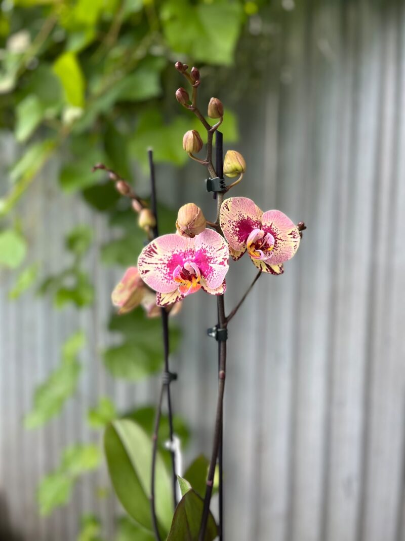 Phalaenopsis Golden Art | Storczyk
