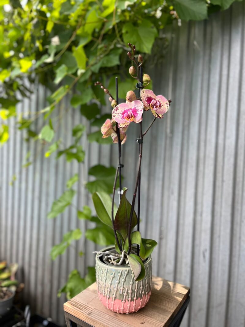 Phalaenopsis Golden Art | Storczyk