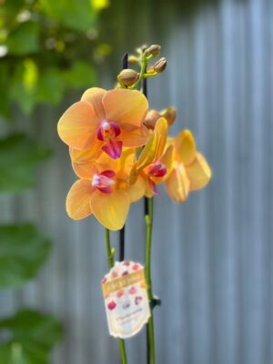 Phalaenopsis Orange Buddha | Storczyk