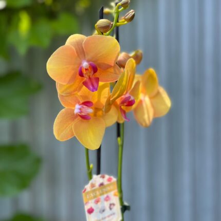 Phalaenopsis Orange Buddha | Storczyk