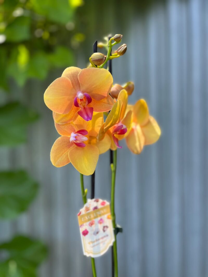 Phalaenopsis Orange Buddha | Storczyk