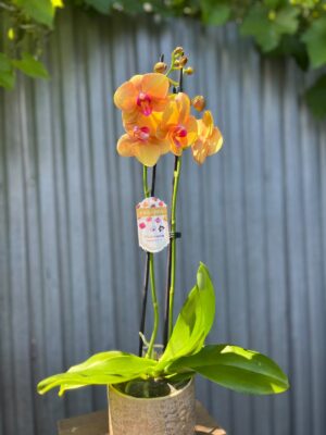 Phalaenopsis Orange Buddha | Storczyk