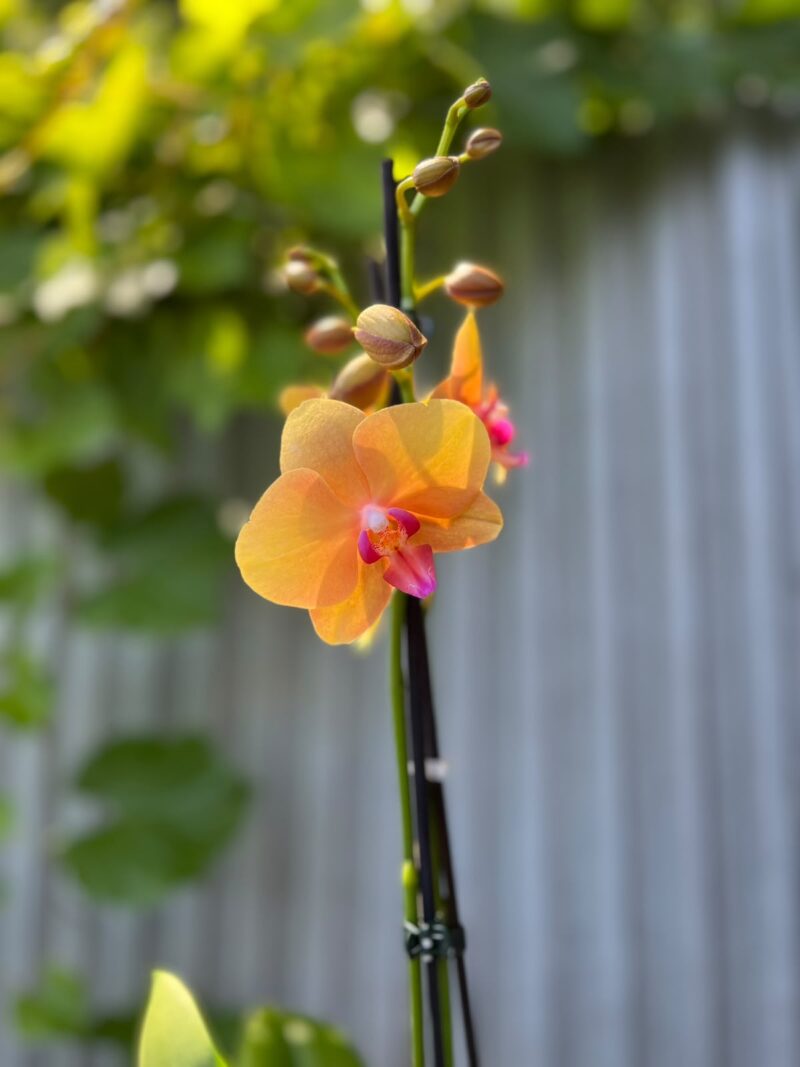 Phalaenopsis Orange Buddha | Storczyk