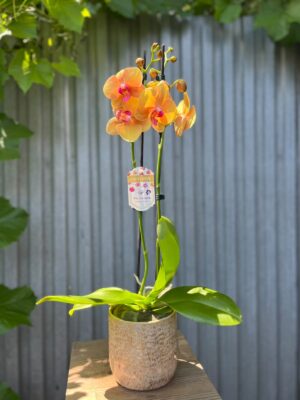 Phalaenopsis Orange Buddha | Storczyk