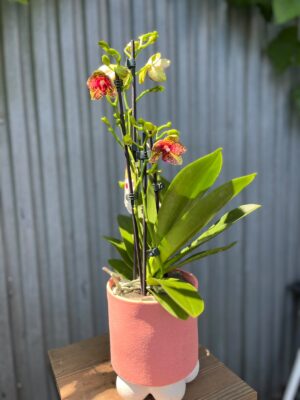 Phalaenopsis Anthura Grosseto | Storczyk