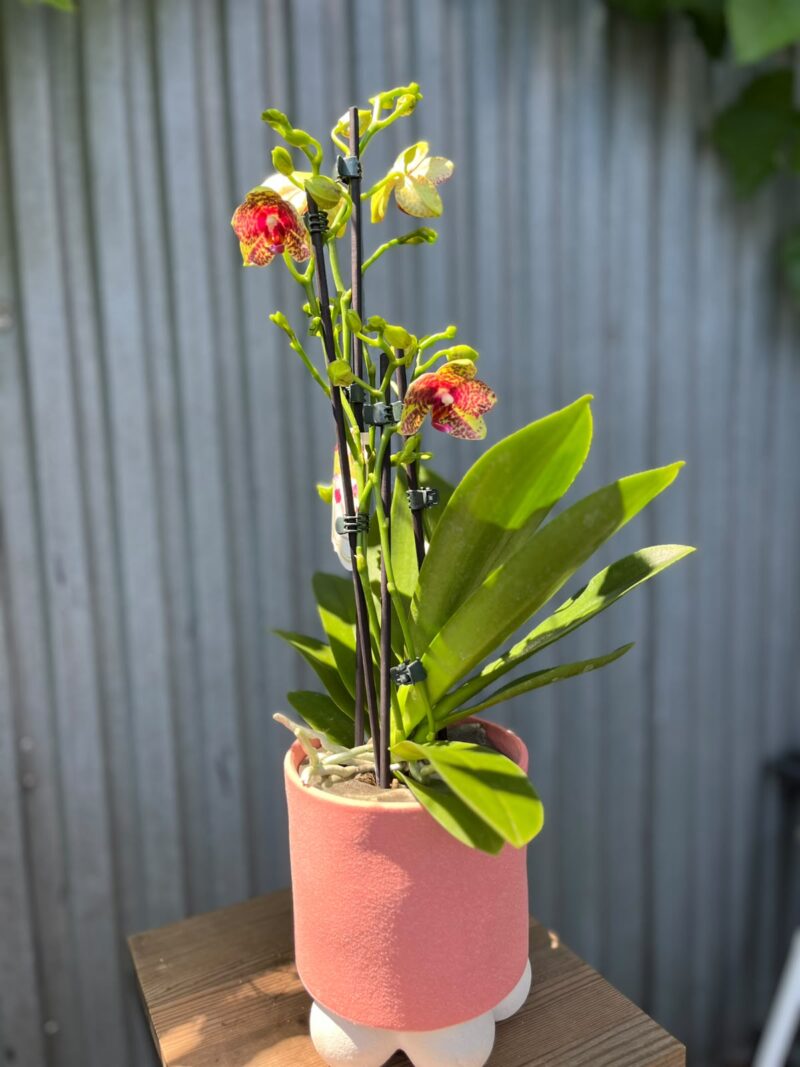 Phalaenopsis Anthura Grosseto | Storczyk