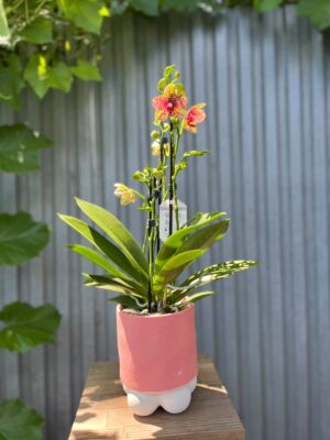 Phalaenopsis Anthura Grosseto | Storczyk