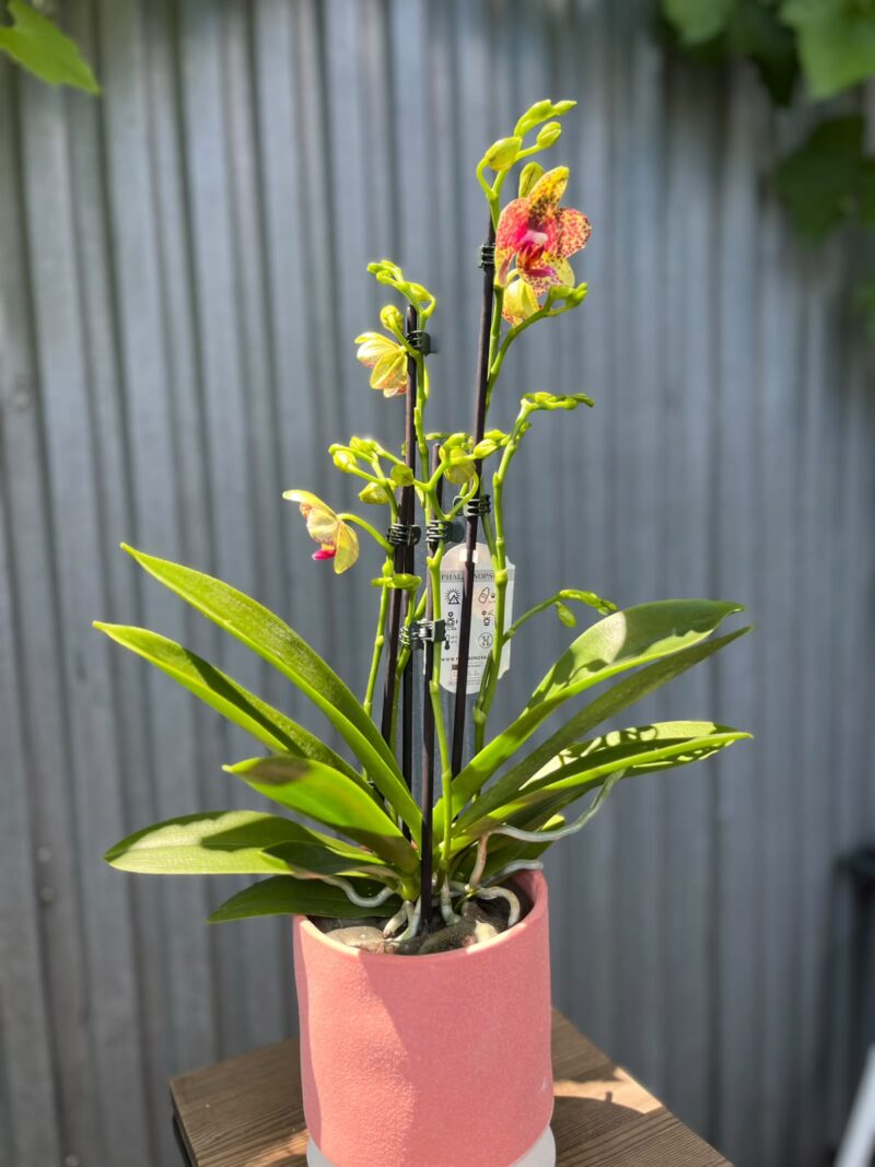 Phalaenopsis Anthura Grosseto | Storczyk