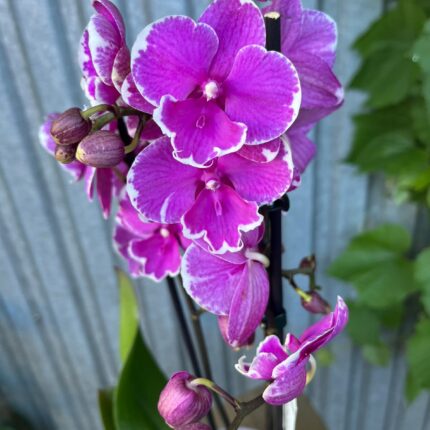 Phalaenopsis Younghome Pinying ‘0792’ Big Lip | Storczyk