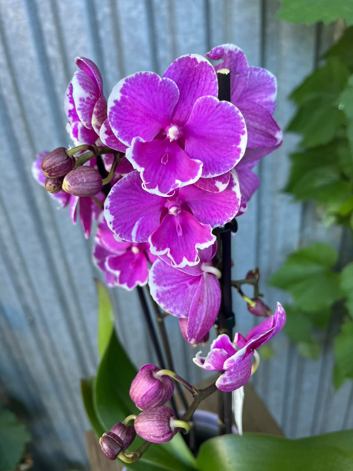 Phalaenopsis Younghome Pinying '0792' Big Lip | Storczyk