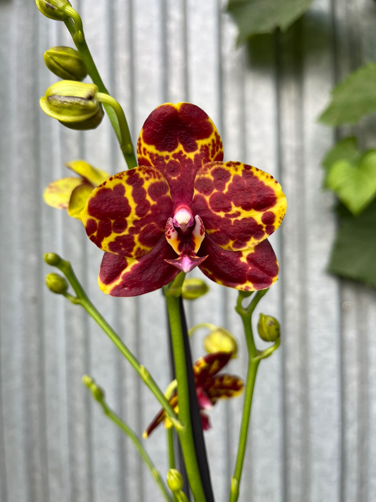 Phalaenopsis GW Green World 'Snakeskin | Storczyk