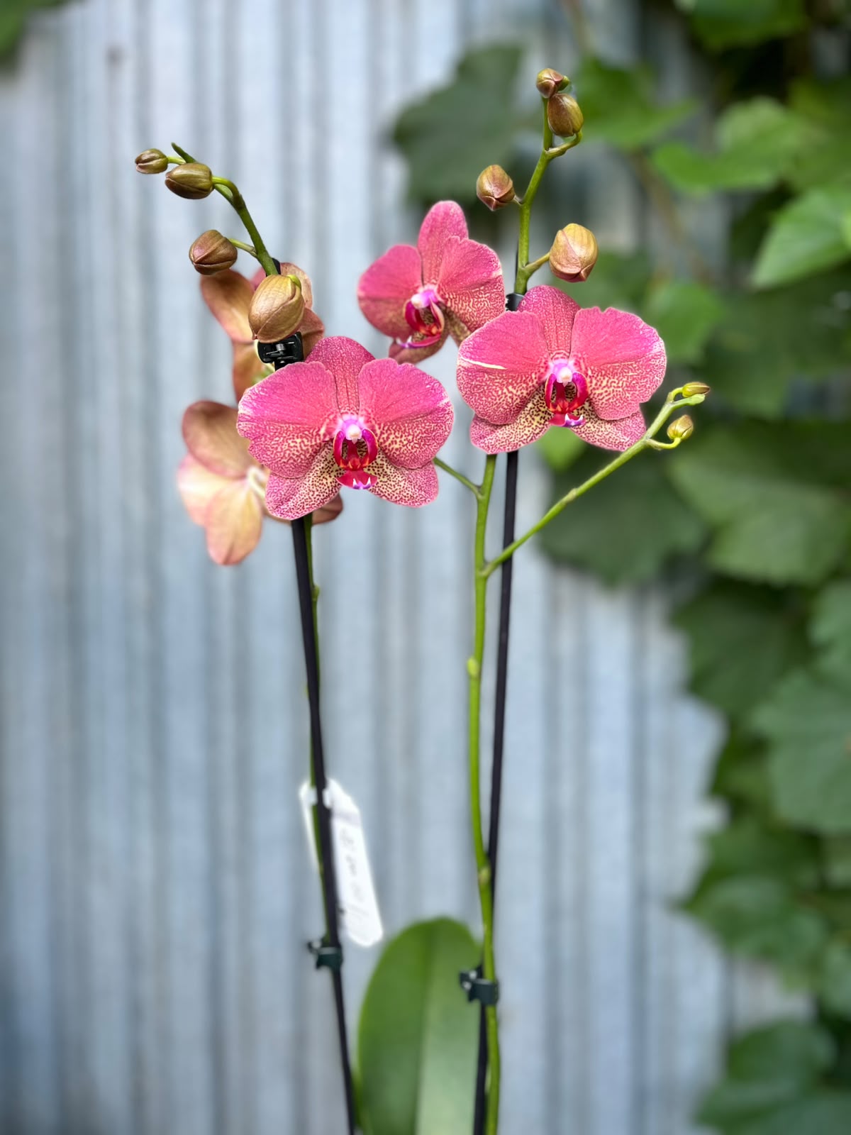 Phalaenopsis ‘Raoul’ I Storczyk