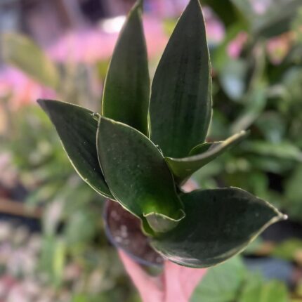 Sansevieria Black Diamond