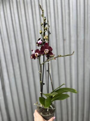 Phalaenopsis ‘Black Jack’ | Storczyk