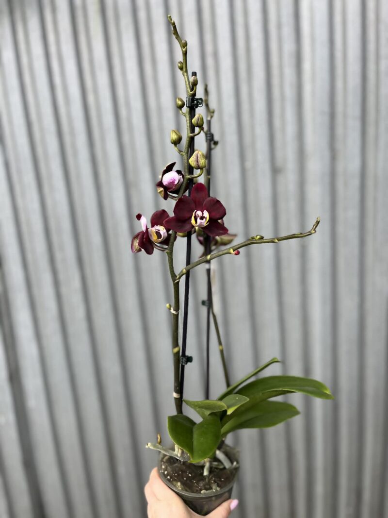 Phalaenopsis ‘Black Jack’ | Storczyk