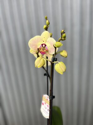 Phalaenopsis Golden Goya | Storczyk bez pączków