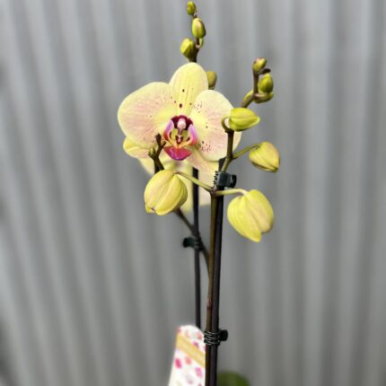 Phalaenopsis Golden Goya | Storczyk bez pączków